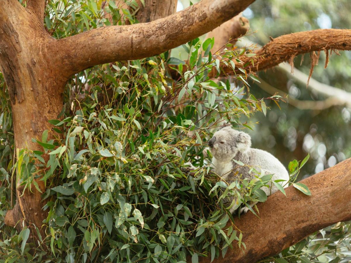 Hotel Wildlife Retreat At Taronga à Cité de Cité de Sydney Extérieur photo